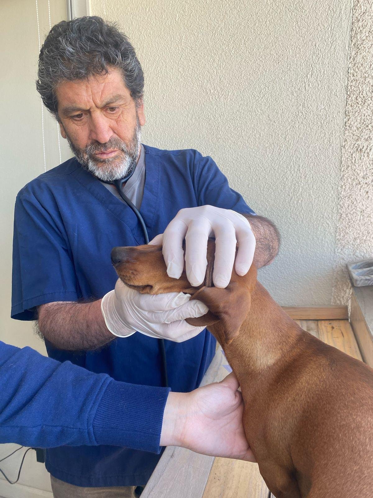 M.V. Iván Larenas - 